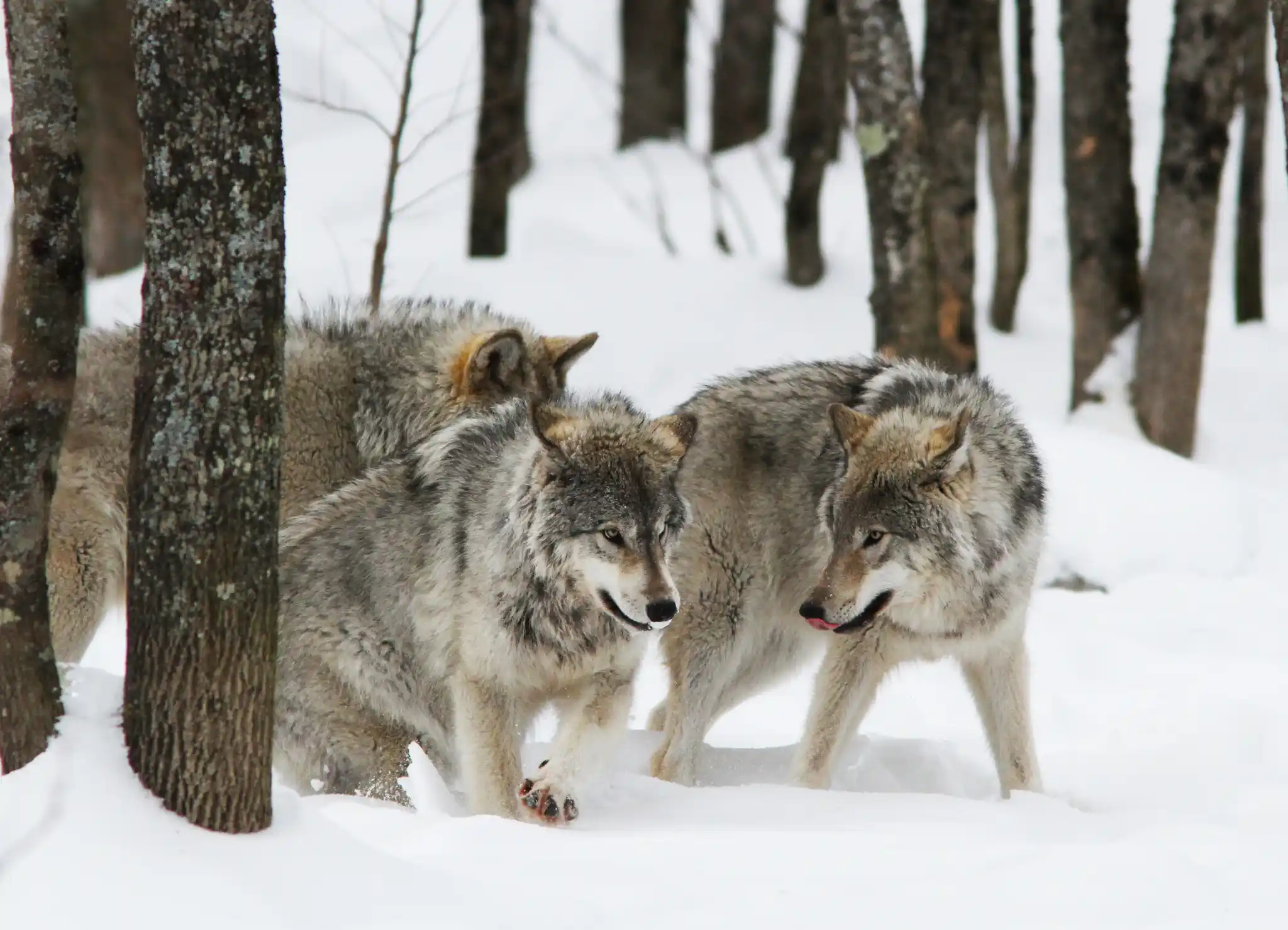 St Arctic Canada Wolves Mircea Costina