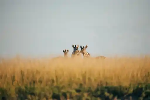 Ga Botswana Pans Zebra Natural Selction