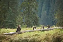 Magnificent Bear Viewing 