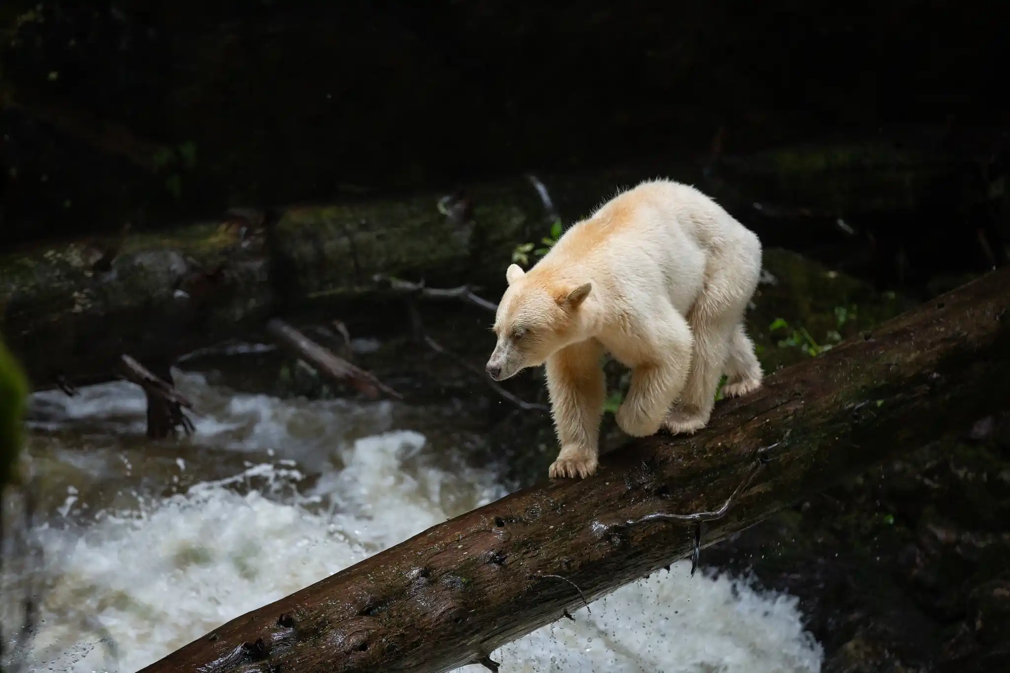 Spirit Bear Looking For Fish With SBL Copy