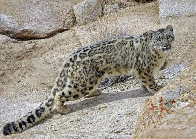 Snow Leopard Profile Ulley O
