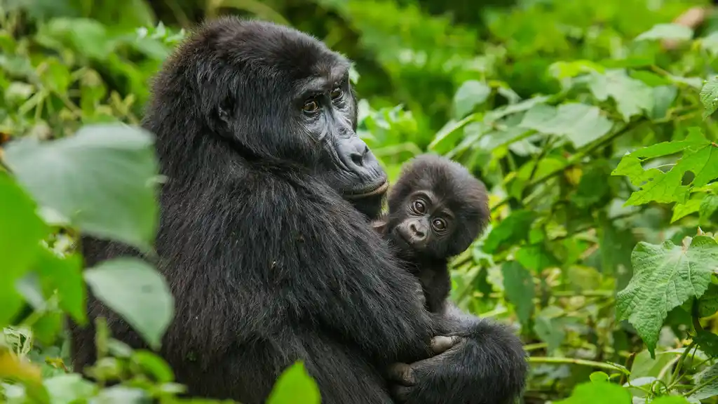 St Uganda Bwindi Impenetrable Forest Mountain Gorilla Shutterstock Gudkov Andrey