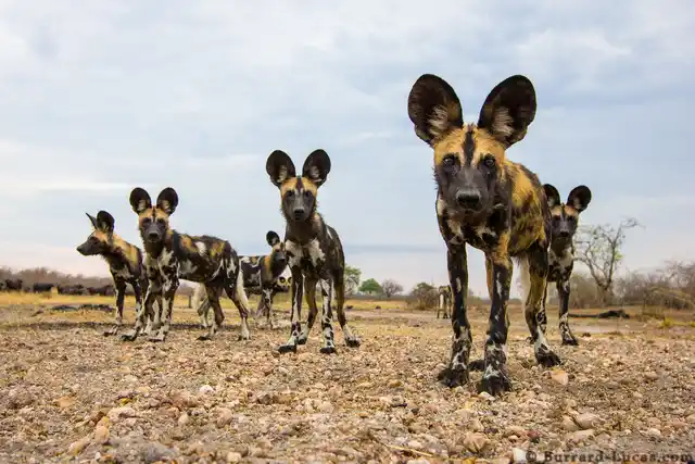 Nws Africa Wild Dogs