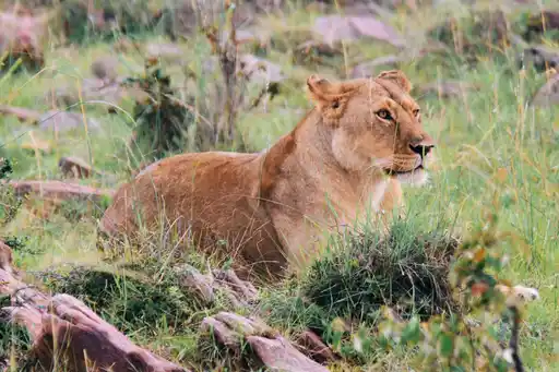 Kenya Lioness