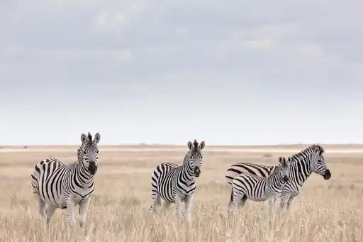 St Botswana The Great Salt Plains Makgadikgadi Pans Zebra Shutterstock Radek Borovka