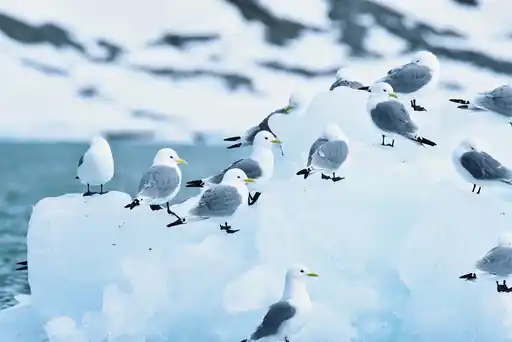 Svalbard Birds Chloe Brown